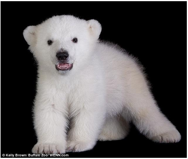  Luna, el cachorro de oso polar que pasa su infancia en el zoo 7