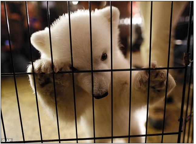 Luna, el cachorro de oso polar que pasa su infancia en el zoo 8