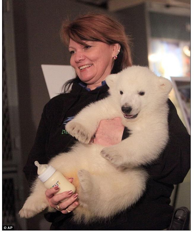 Luna, el cachorro de oso polar que pasa su infancia en el zoo 9