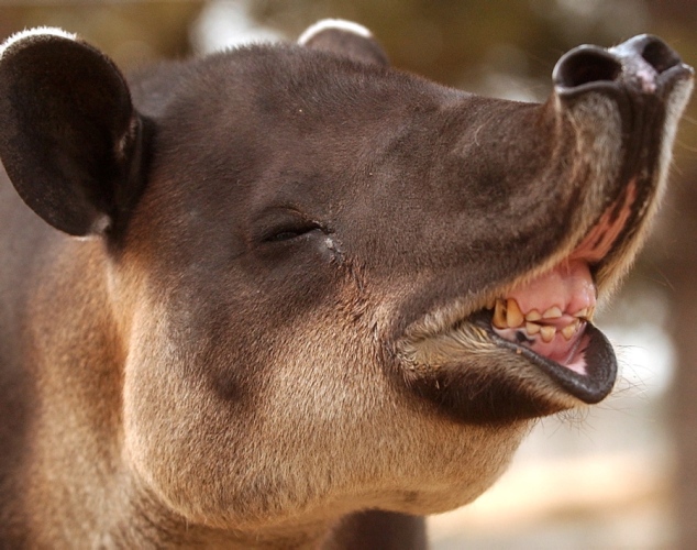 20 animales más feos del mundo