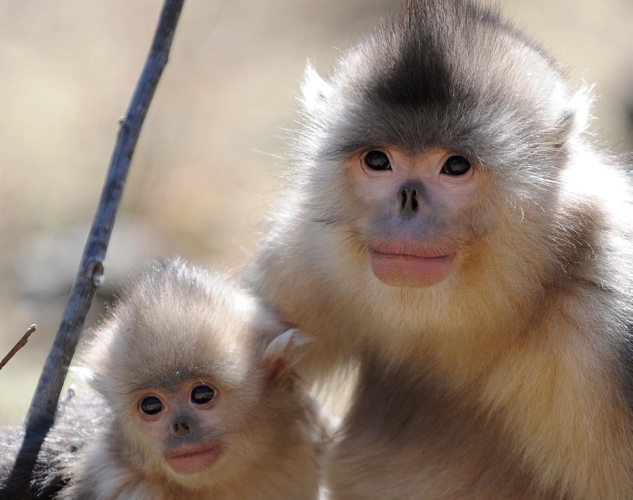 20 animales más feos del mundo