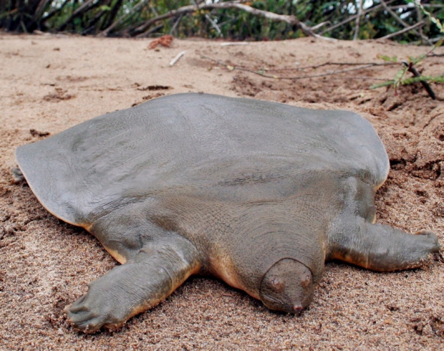 20 animales más feos del mundo