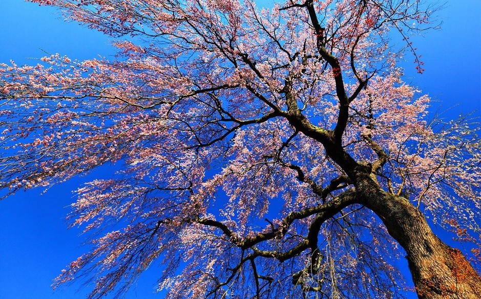 Japón se encuentra en el mejor periodo de cerezos 41