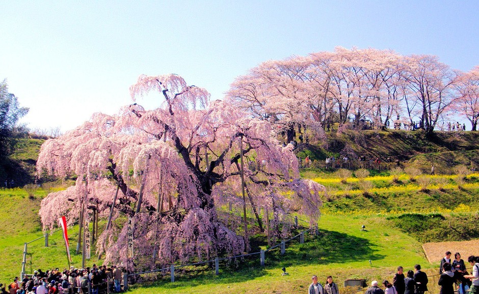 Japón se encuentra en el mejor periodo de cerezos 290