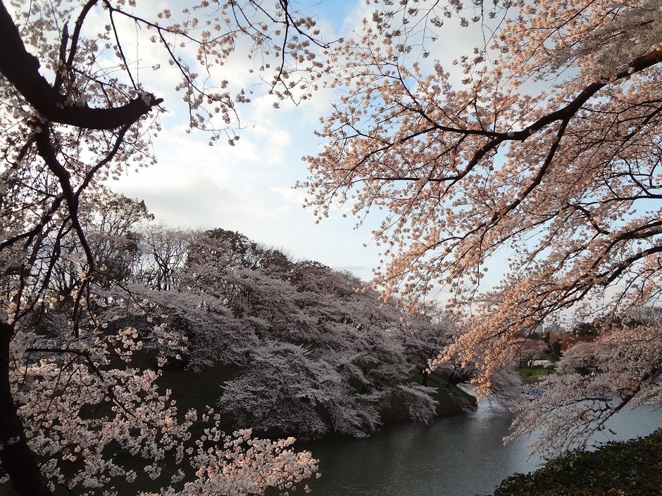 Japón se encuentra en el mejor periodo de cerezos 2i8