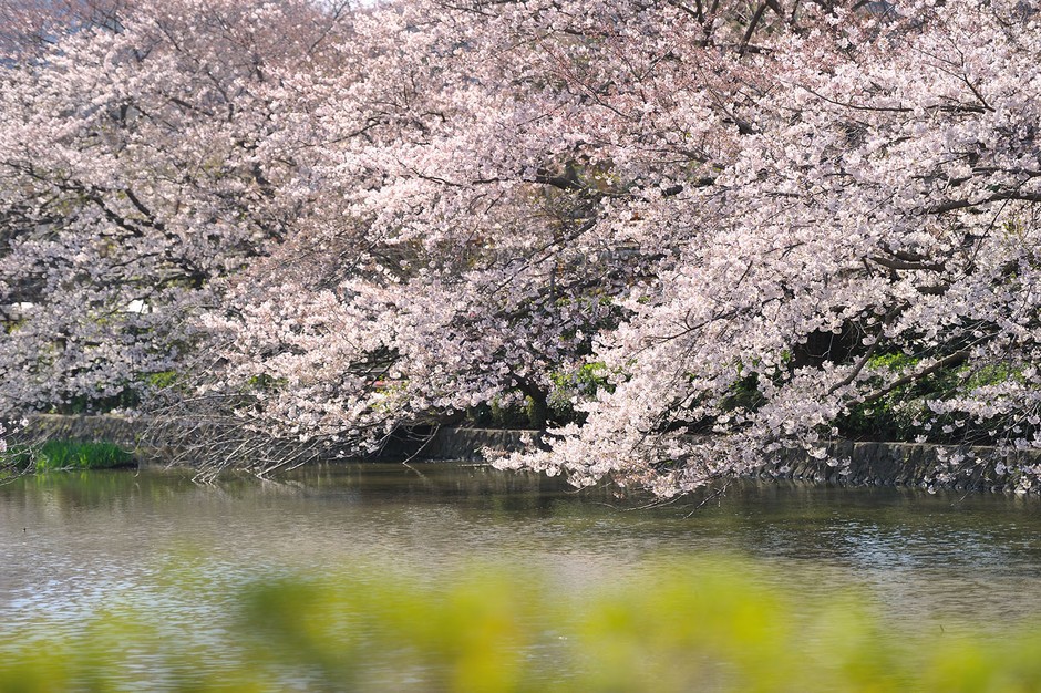 Japón se encuentra en el mejor periodo de cerezos 24