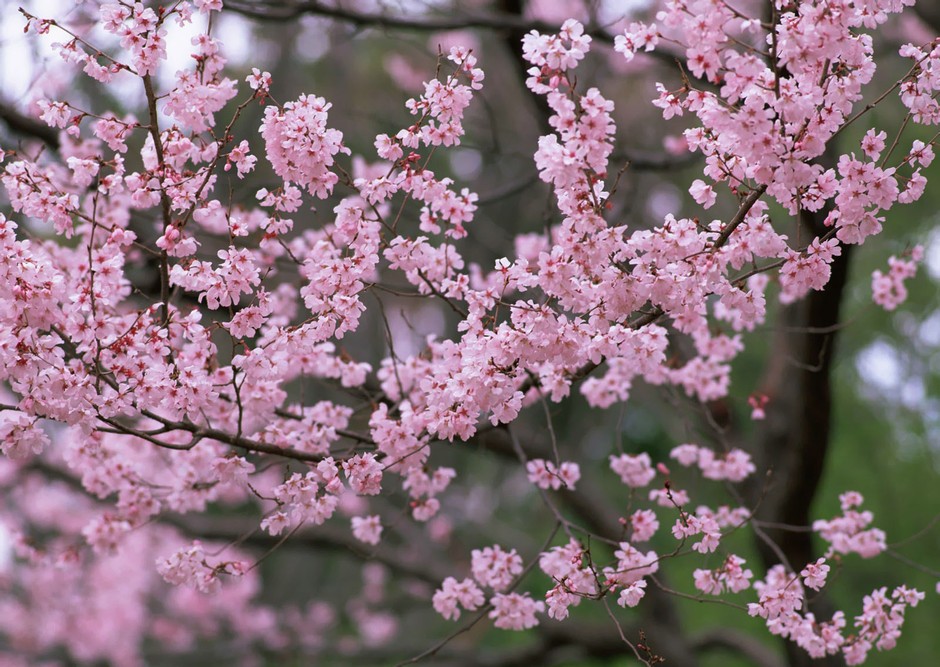 Japón se encuentra en el mejor periodo de cerezos 23