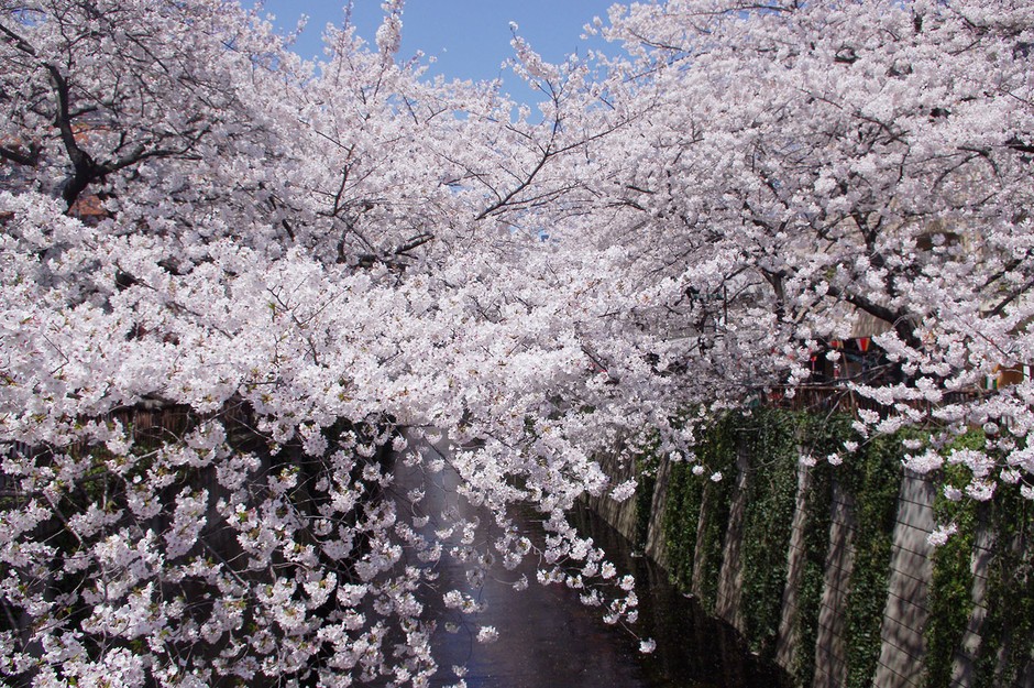 Japón se encuentra en el mejor periodo de cerezos 22