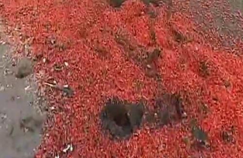 Miles de camarones muertos enrojece la costa de Chile Miles de camarones muertos enrojece la costa de Chile
