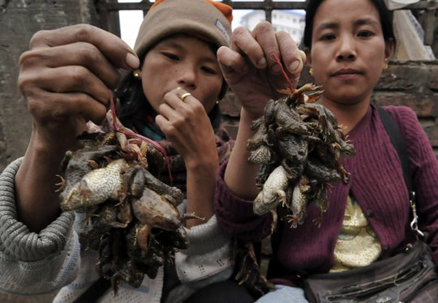 Jugo de rana, la increíble bebida en Perú 6