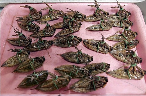 Horrible ¿Te atreves a comer los insectos?