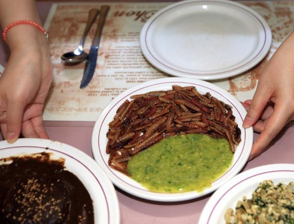 Horrible ¿Te atreves a comer los insectos?