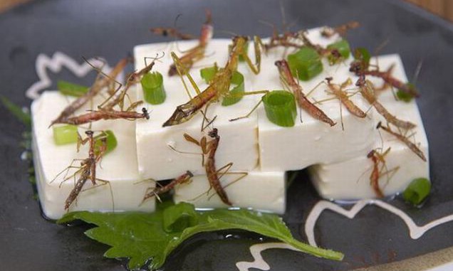 Horrible ¿Te atreves a comer los insectos?