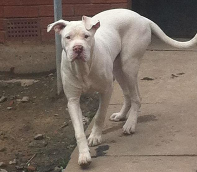 Furiosos perros devoran a una chica de 14 años