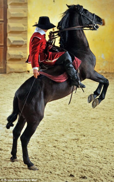 El ballet de los caballos, arte rehabilitado en Inglaterra tras su desaparición de hace 300 años 2