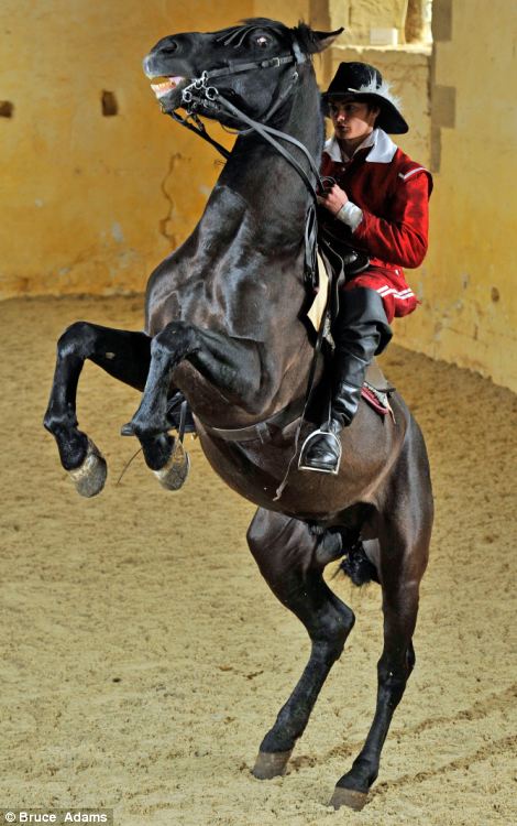 El ballet de los caballos, arte rehabilitado en Inglaterra tras su desaparición de hace 300 años 3