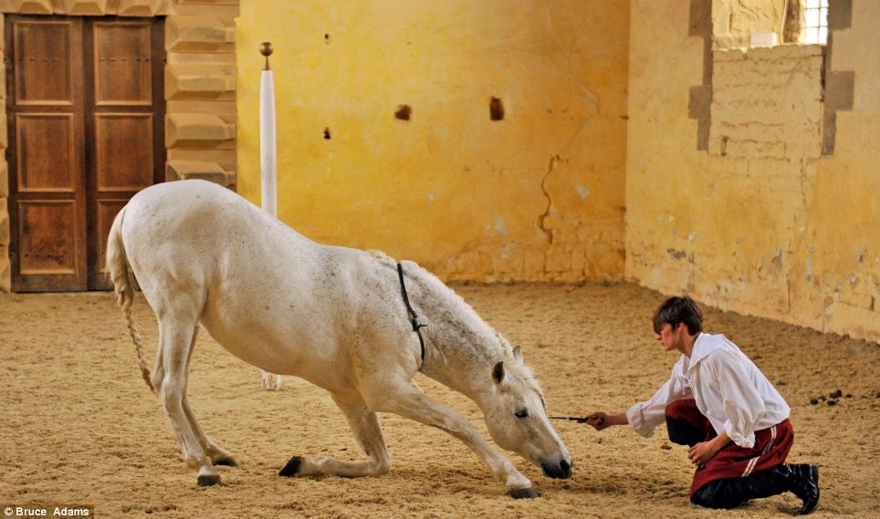 El ballet de los caballos, arte rehabilitado en Inglaterra tras su desaparición de hace 300 años 5