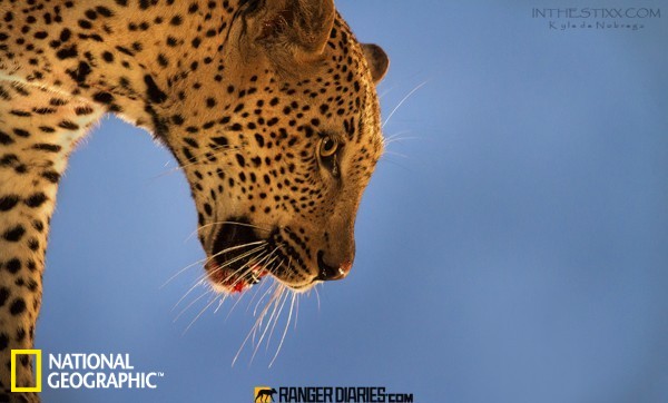 Top 25 Fotos M s Bellas De Los Animales Salvajes De National Geographic 