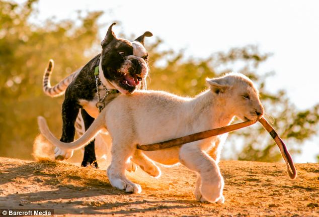 Hugo, el bulldog que se convierte en el padre de un tigre y un león