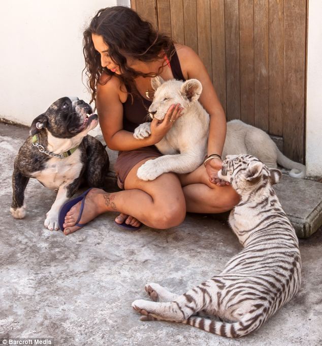 Hugo, el bulldog que se convierte en el padre de un tigre y un león