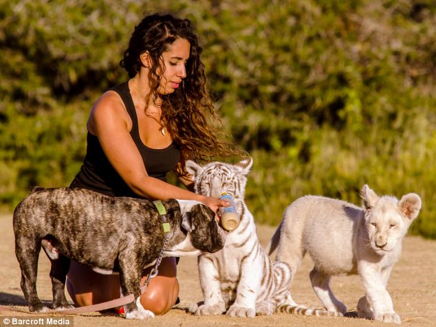 Hugo, el bulldog que se convierte en el padre de un tigre y un león