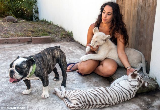 Hugo, el bulldog que se convierte en el padre de un tigre y un león