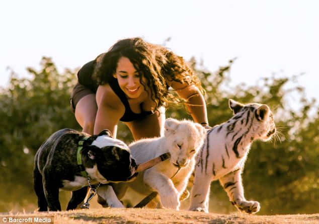 Hugo, el bulldog que se convierte en el padre de un tigre y un león