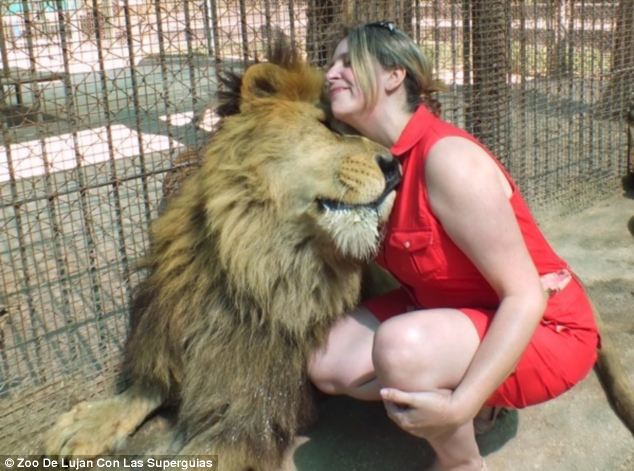 ¡Puedes tener un contacto tan íntimo con los leones y tigres en un zoo de Argentina!