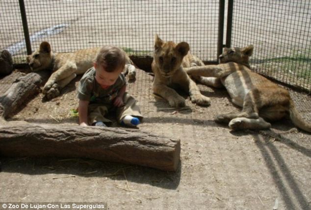 ¡Puedes tener un contacto tan íntimo con los leones y tigres en un zoo de Argentina!