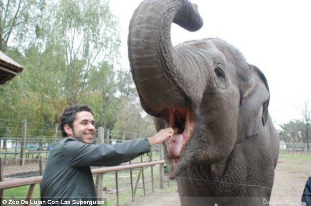 ¡Puedes tener un contacto tan íntimo con los leones y tigres en un zoo de Argentina!