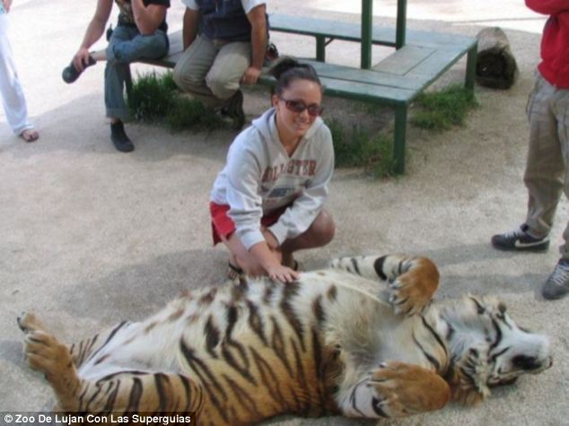 ¡Puedes tener un contacto tan íntimo con los leones y tigres en un zoo de Argentina!