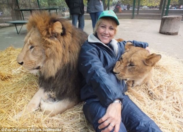 ¡Puedes tener un contacto tan íntimo con los leones y tigres en un zoo de Argentina!