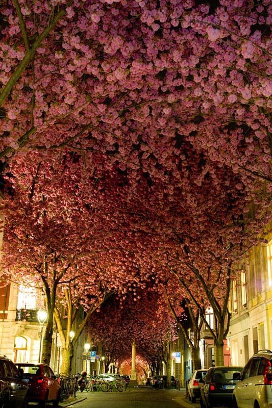 Paisajes hermosos de la flor del cerezo por todo el mundo