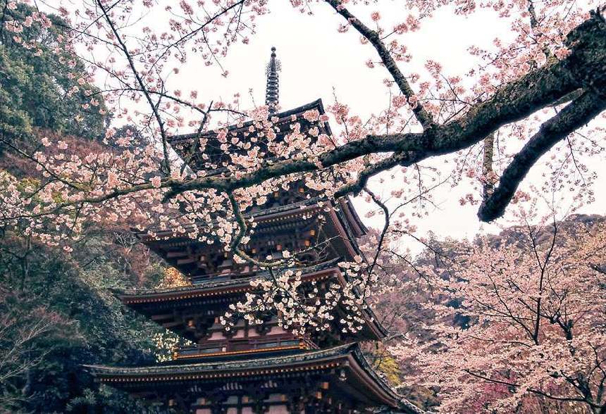 Paisajes hermosos de la flor del cerezo por todo el mundo