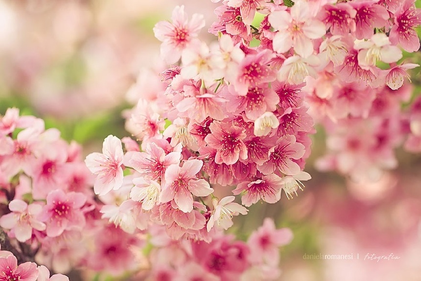 Paisajes hermosos de la flor del cerezo por todo el  .cn_中国最权威的西班牙语新闻网站