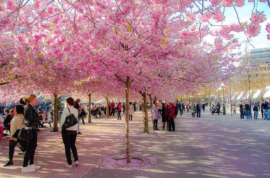 Paisajes hermosos de la flor del cerezo por todo el mundo