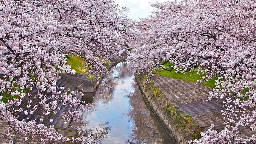 Paisajes hermosos de la flor del cerezo por todo el mundo