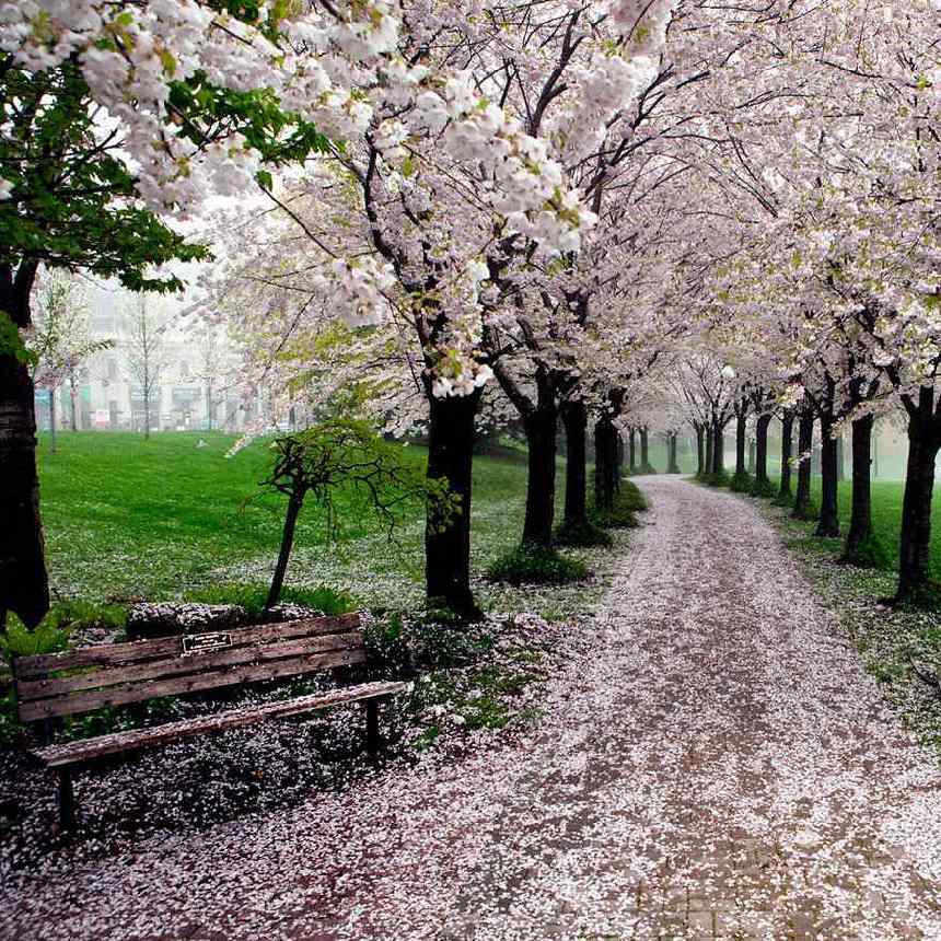 Paisajes hermosos de la flor del cerezo por todo el mundo