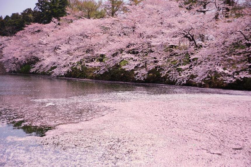 Paisajes hermosos de la flor del cerezo por todo el mundo