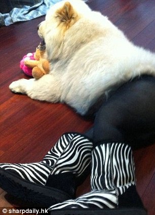 Perros con medias y tacones provocan fuerte discusión en el internet chino 4