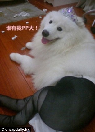 Perros con medias y tacones provocan fuerte discusión en el internet chino 7