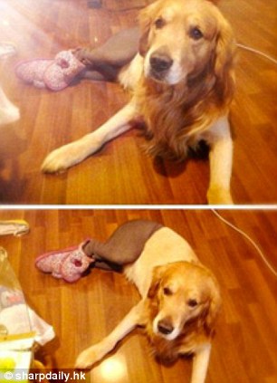 Perros con medias y tacones provocan fuerte discusión en el internet chino 8