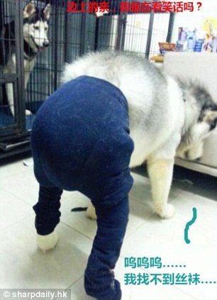 Perros con medias y tacones provocan fuerte discusión en el internet chino 11