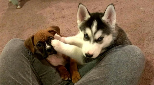 Fotos graciosas de las adorables mascotas