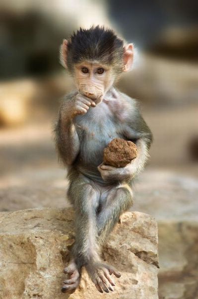 Fotos graciosas de las adorables mascotas