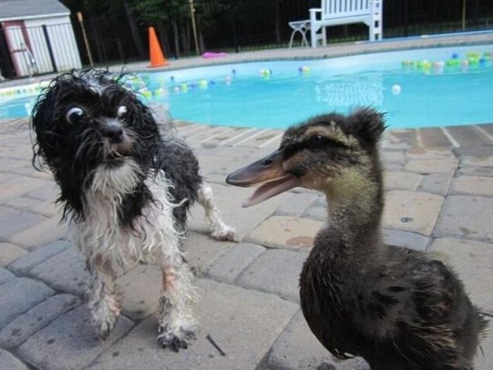 Fotos graciosas de las adorables mascotas