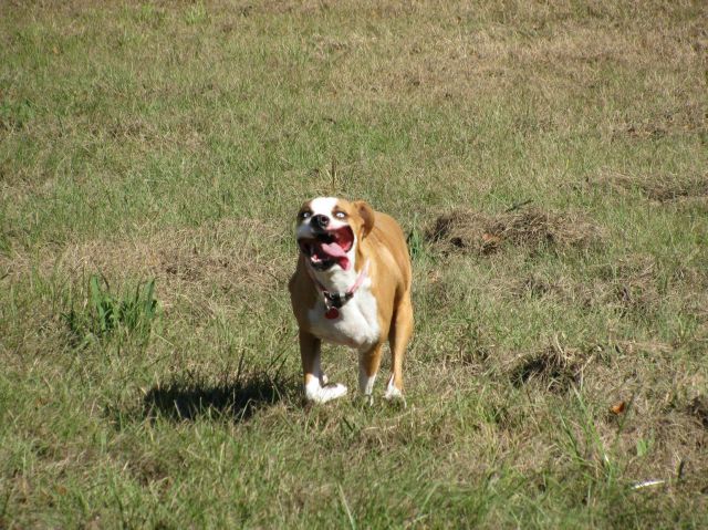 Fotos graciosas de las adorables mascotas