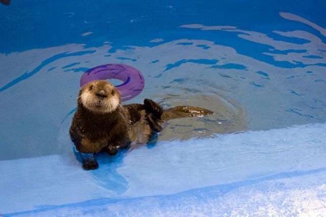 Fotos graciosas de las adorables mascotas