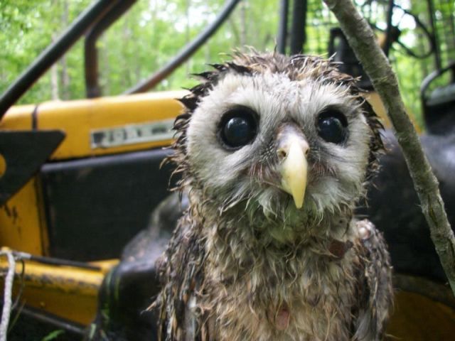 Fotos graciosas de las adorables mascotas