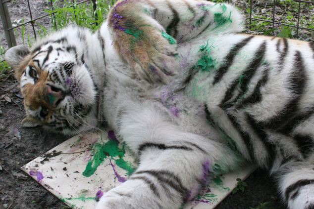 ¿Vas a comprar una de estas cuadros pintados por los felinos?